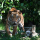 Areang 1. This tiger, named Areang, was saved from the tiger trade, which is pushing its species to extinction, but Areang was raised wild in a sanctuary in Cambodia.